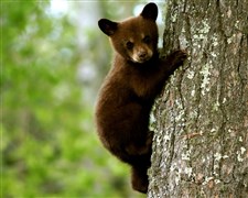 長隆野生動物世界